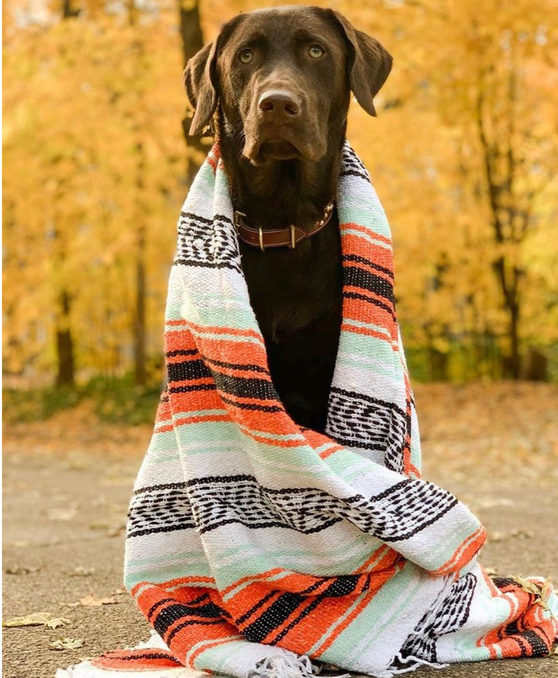 Festival Falsa Collection Blankets